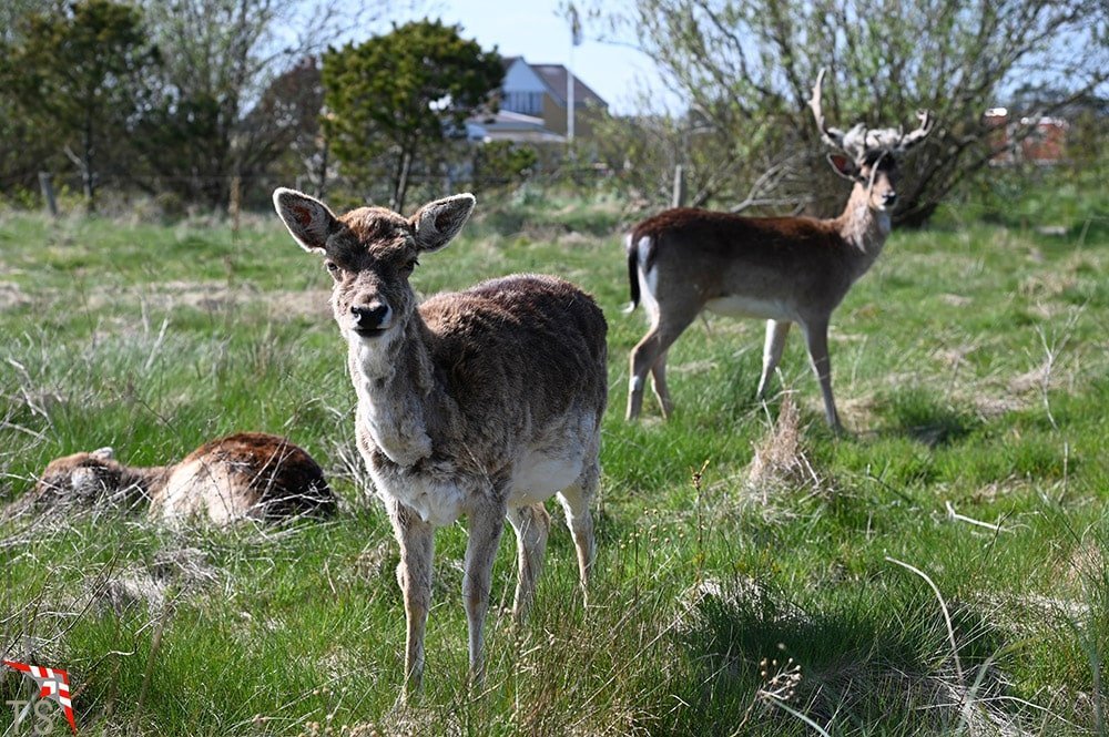 Damwild in Rindby