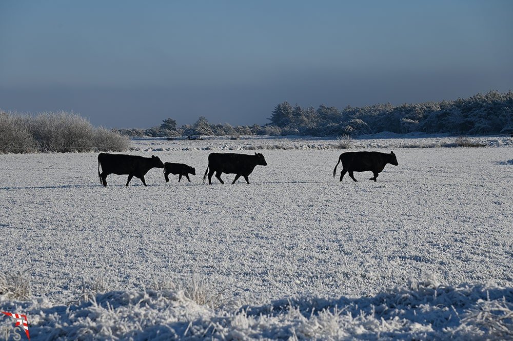Fanø Winter