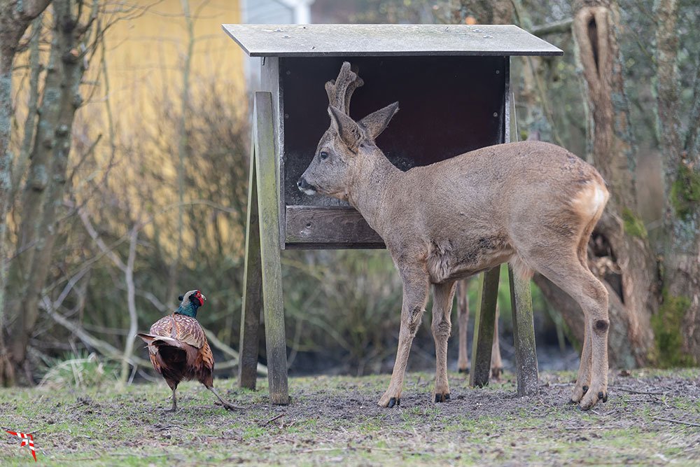 Was guckst du